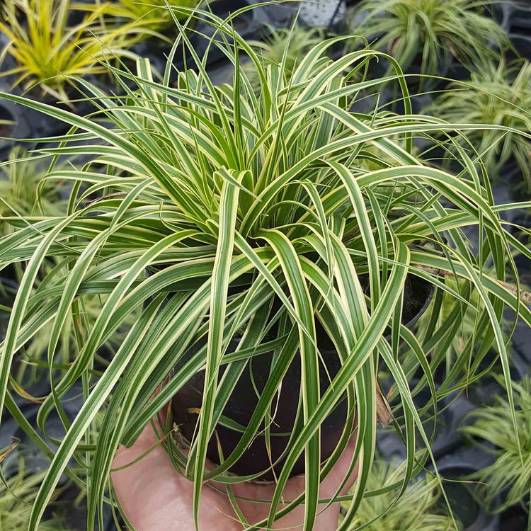 Carex Plant 'Oshimensis Evercream'