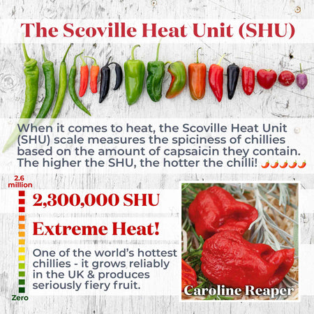 Chilli Flavour Collection 'Hot Mild Smoky'