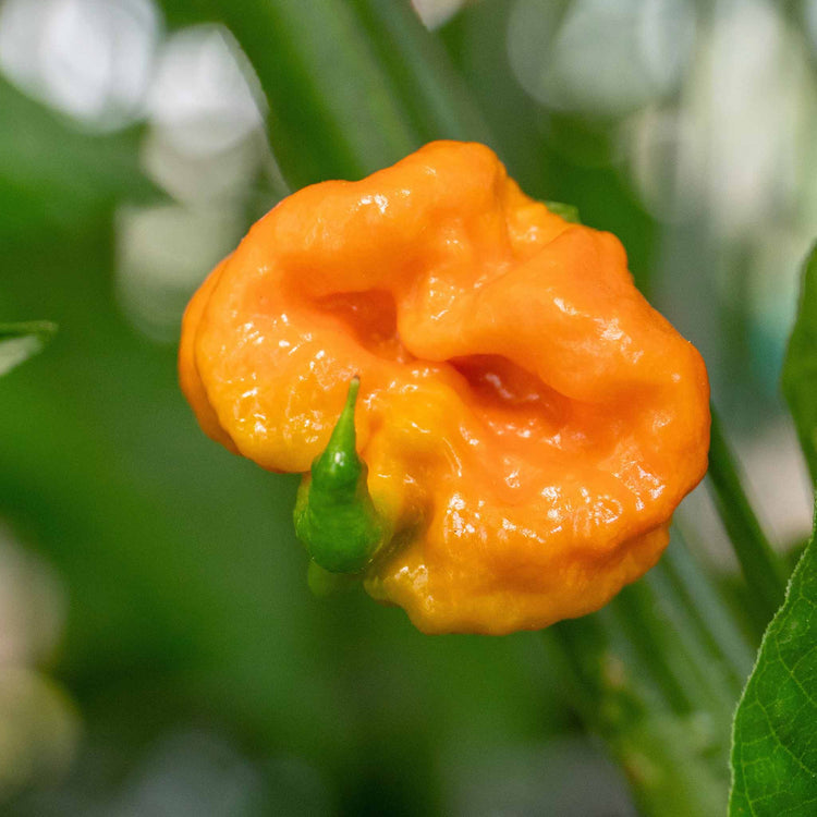 Chilli Plant 'Carolina Reaper'