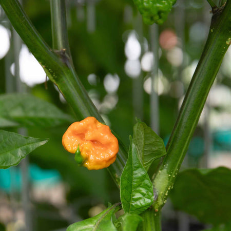 Chilli Plant 'Carolina Reaper'