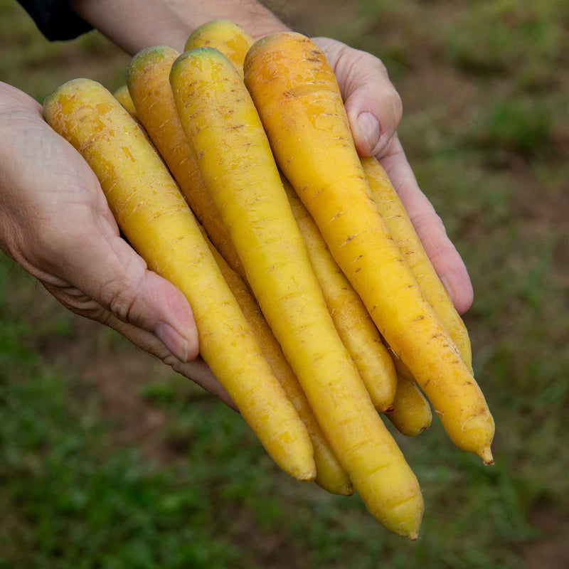 Carrot Seeds 'Gold Nugget' F1