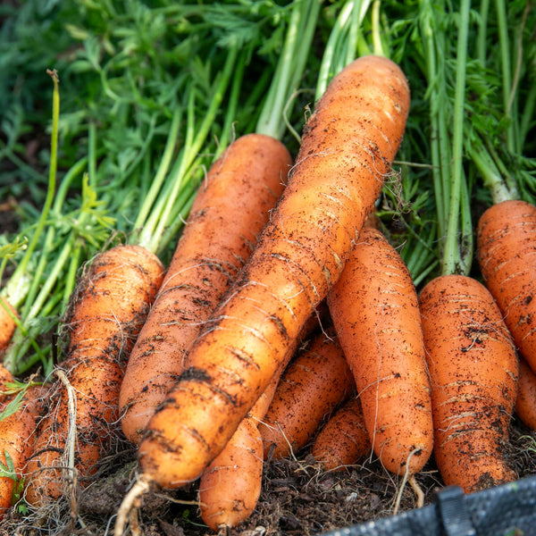 Carrot Seeds 'All Season' Collection