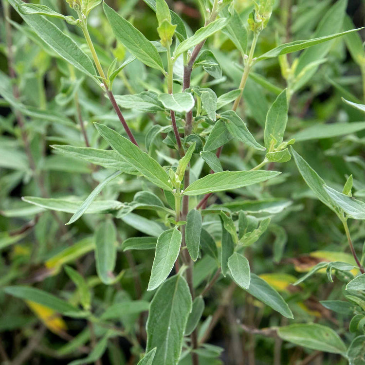 Caryopteris x clandonensis 'Kew Blue'