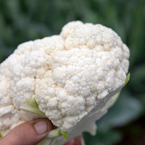 Cauliflower Plant 'Clemen'