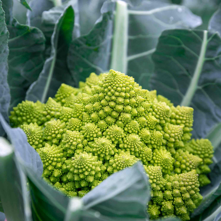 Cauliflower 'Veronica Romanesco'
