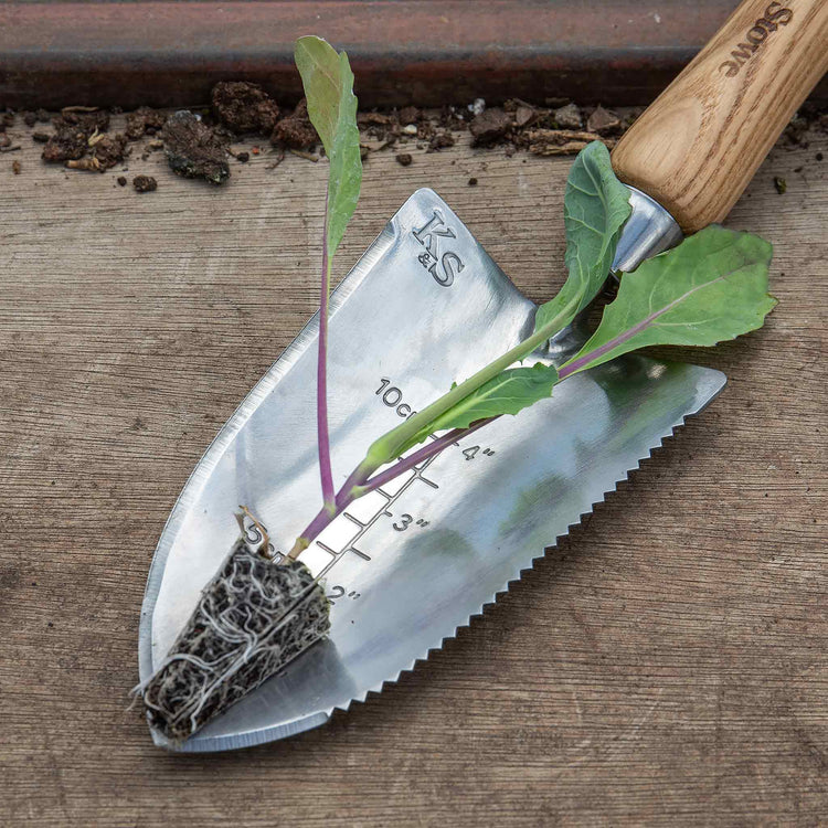 Broccoli Plant 'Marathon'