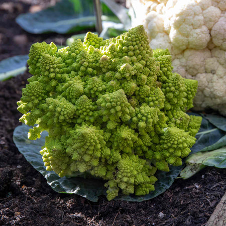 Cauliflower 'Veronica Romanesco'