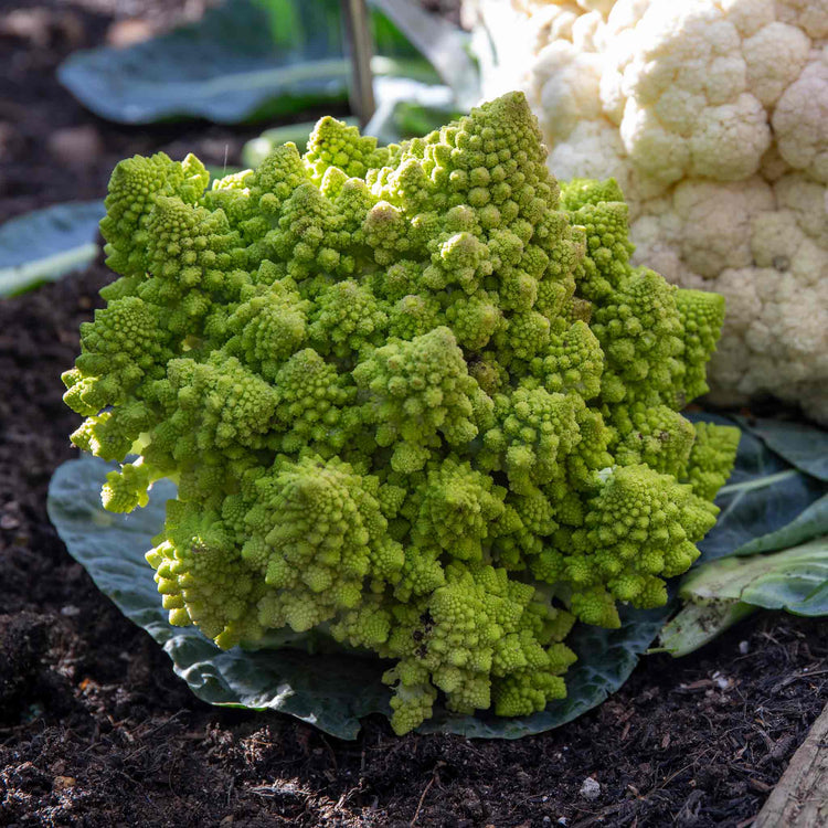 Cauliflower 'Veronica Romanesco'