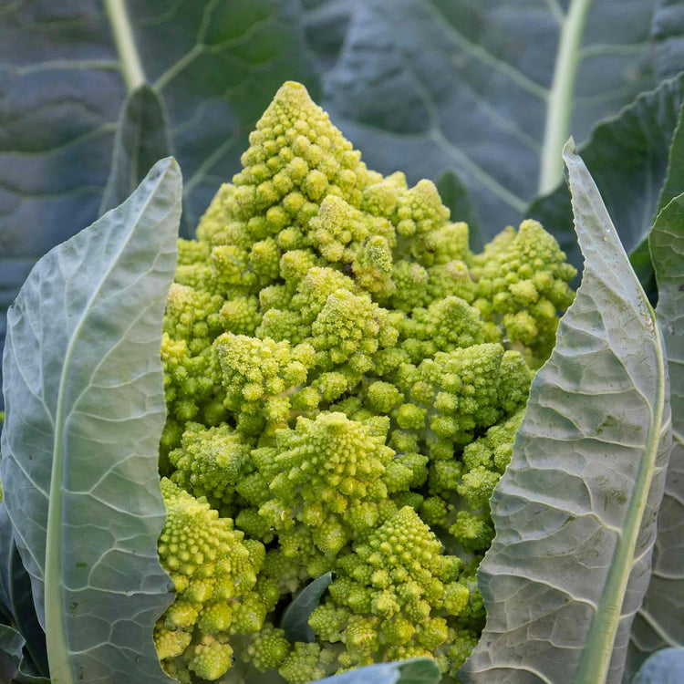 Cauliflower 'Veronica Romanesco'