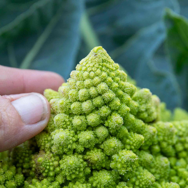 Cauliflower 'Veronica Romanesco'