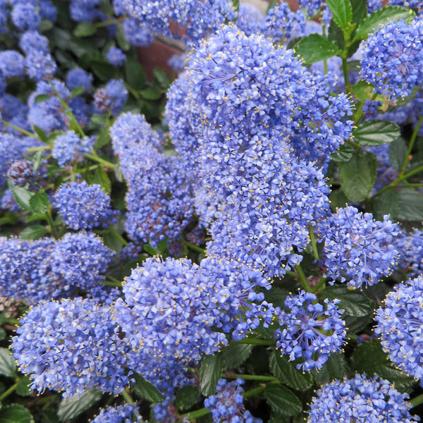 Ceanothus 'Blue Mound'