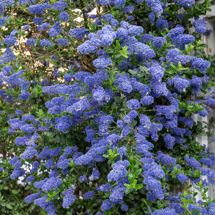 Ceanothus 'Victoria'