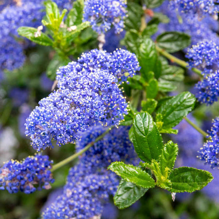 Ceanothus 'Victoria'