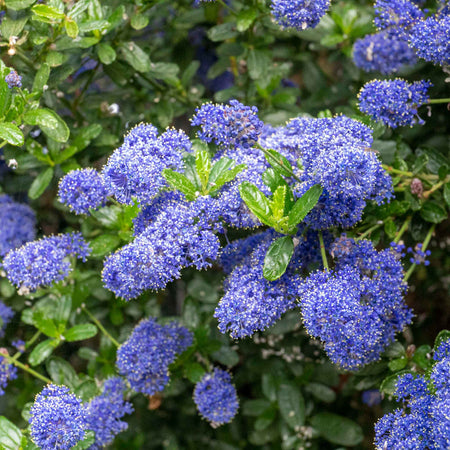 Ceanothus 'Victoria'