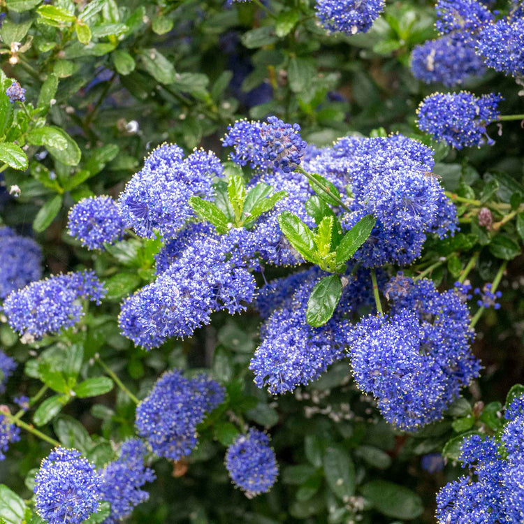 Ceanothus 'Victoria'