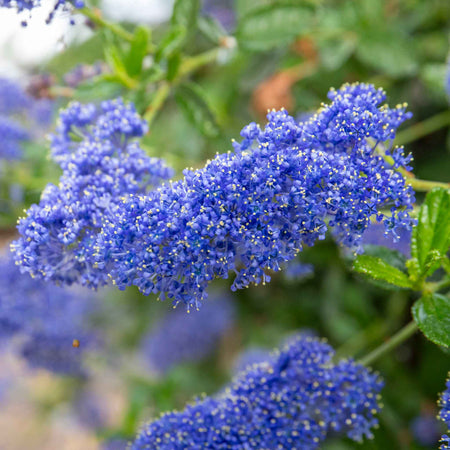 Ceanothus 'Victoria'