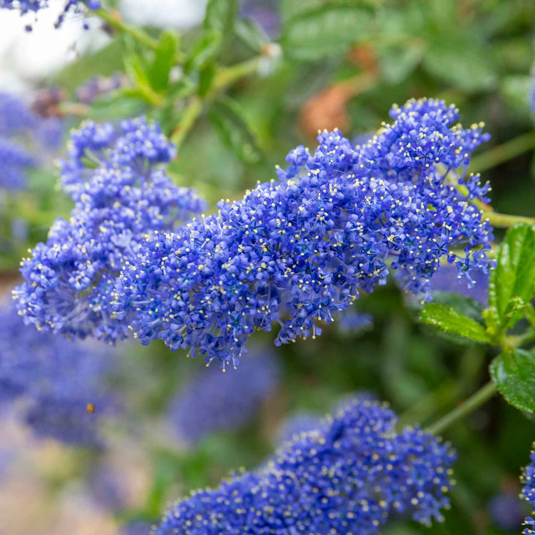 Ceanothus 'Victoria'