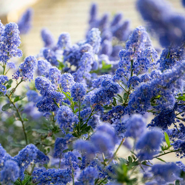 Ceanothus 'Victoria'