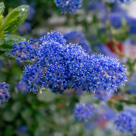 Ceanothus 'Victoria'