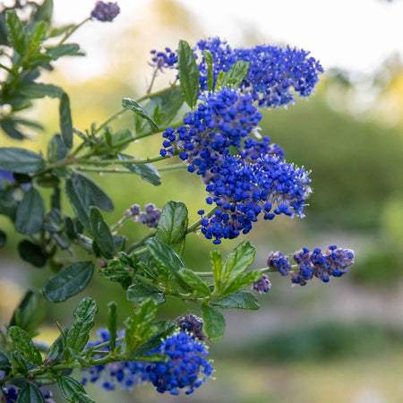 Ceanothus 'Victoria'