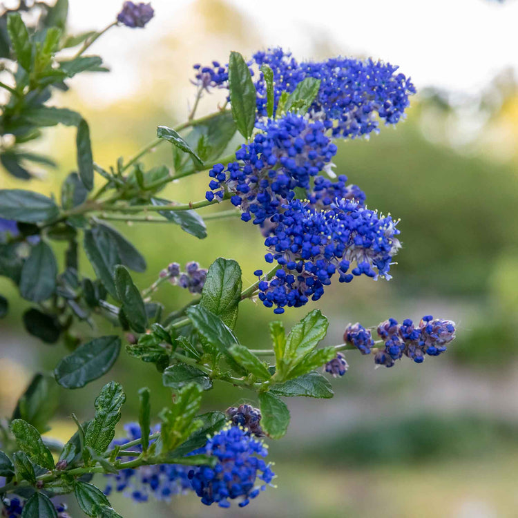 Ceanothus 'Victoria'