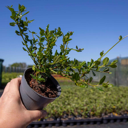 Ceanothus 'Victoria'