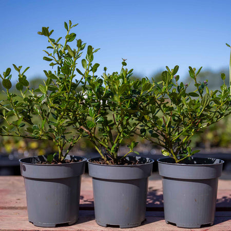 Ceanothus 'Victoria'