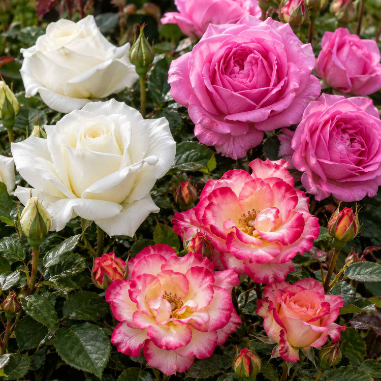 Celebration Rose Collection