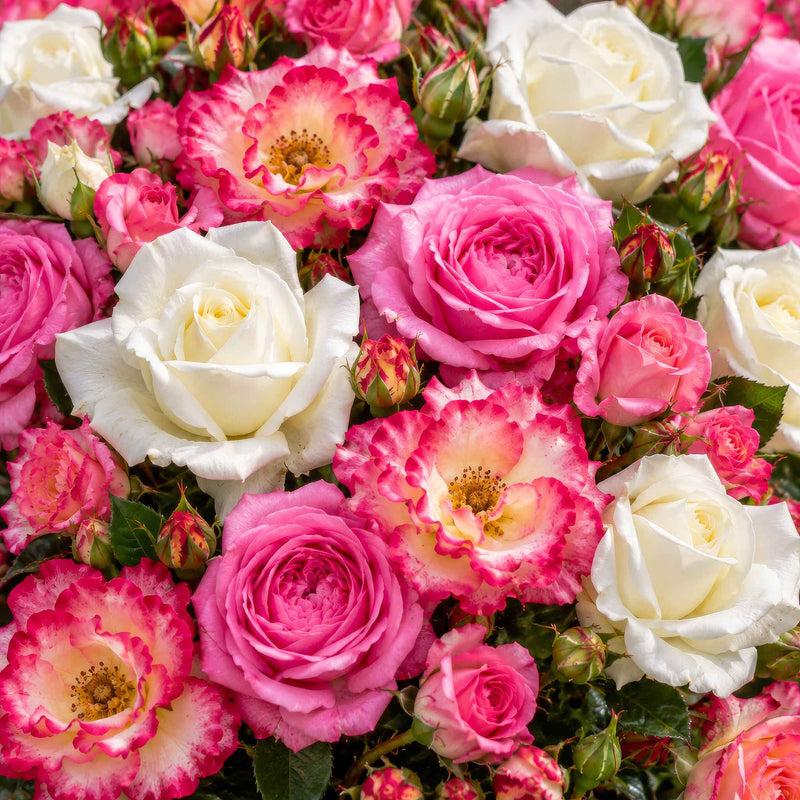 Celebration Rose Collection