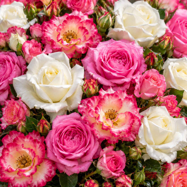 Celebration Rose Collection