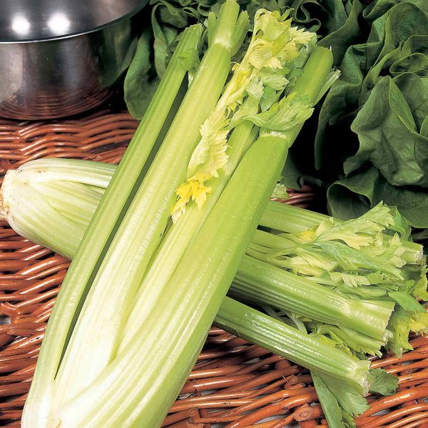 Celery Seeds 'Golden Self Blanching'