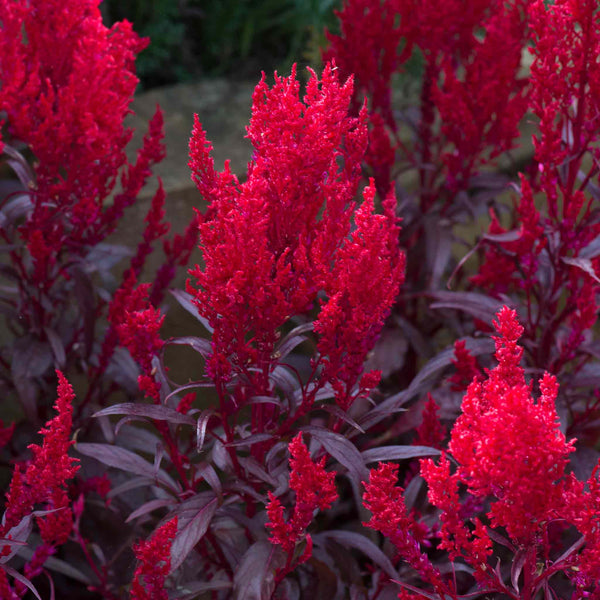 Celosia Plant 'Dragons Breath'