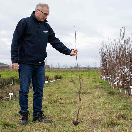 Cherry Tree 'Crown Morello'