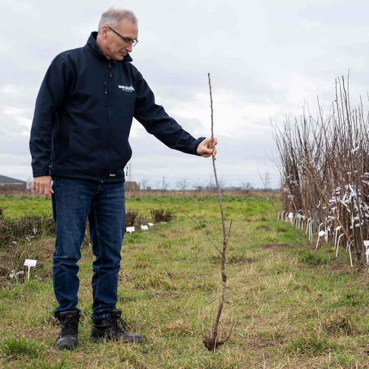 Cherry Tree 'Crown Morello'