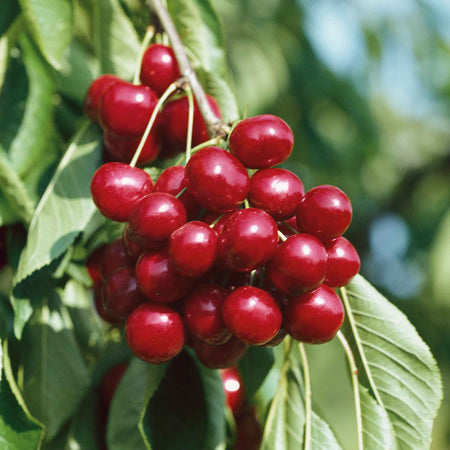 Cherry Duo 'Stella' & 'Sunburst'
