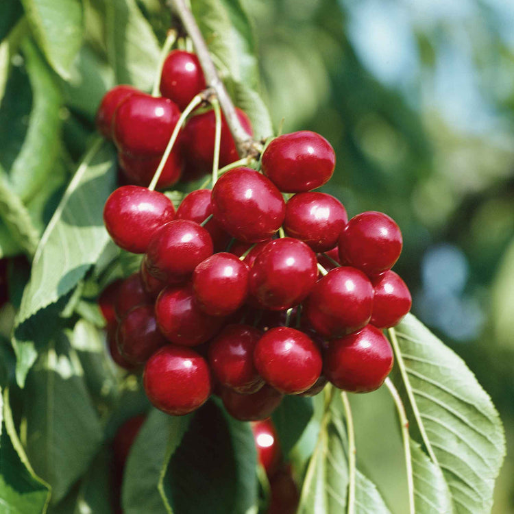 Cherry Duo 'Stella' & 'Sunburst'