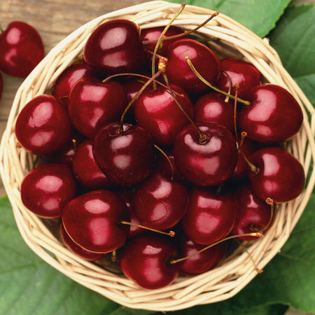 Cherry Duo 'Stella' & 'Sunburst'