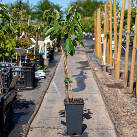Patio Cherry 'Stella'