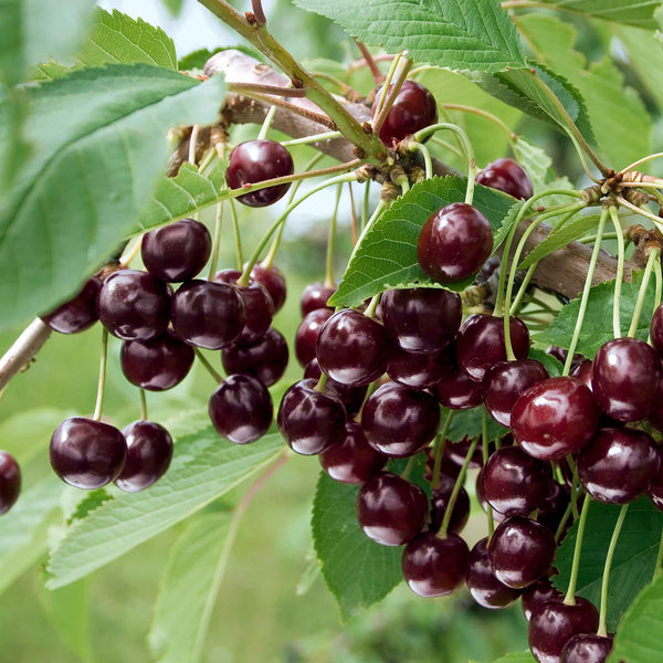 Cherry 'Crown Morello'
