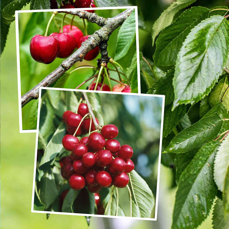 Cherry Duo 'Stella' & 'Sunburst'