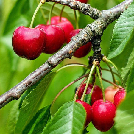 Orchard Collection