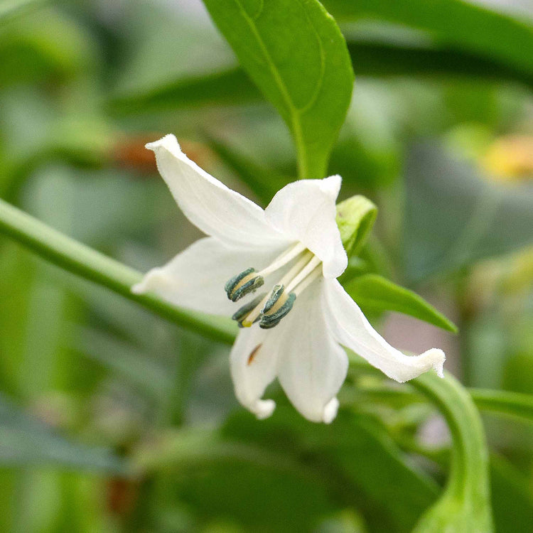 Chilli Plant 'Apache'