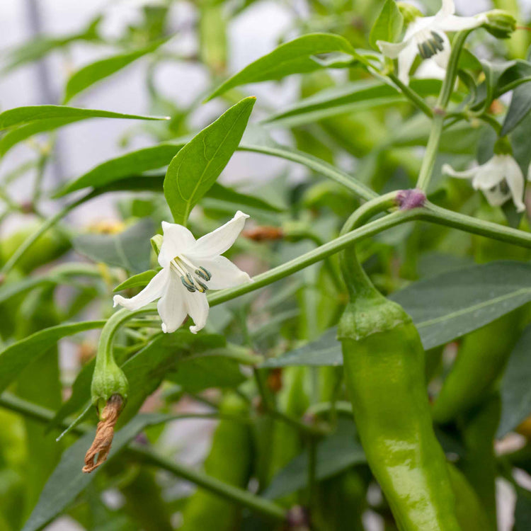 Chilli Plant 'Apache'