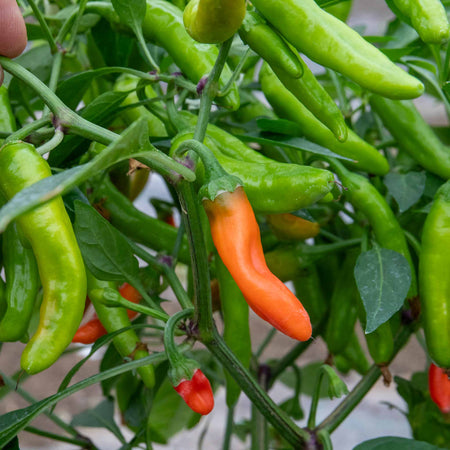 Chilli Plant 'Apache'