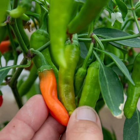 Chilli Plant 'Apache'