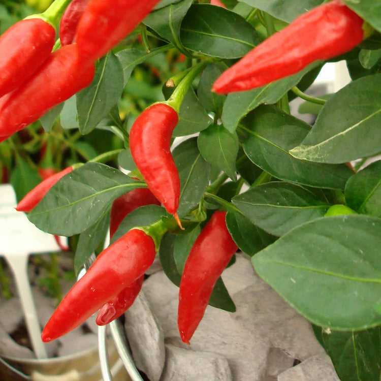 Chilli Plant 'Apache'