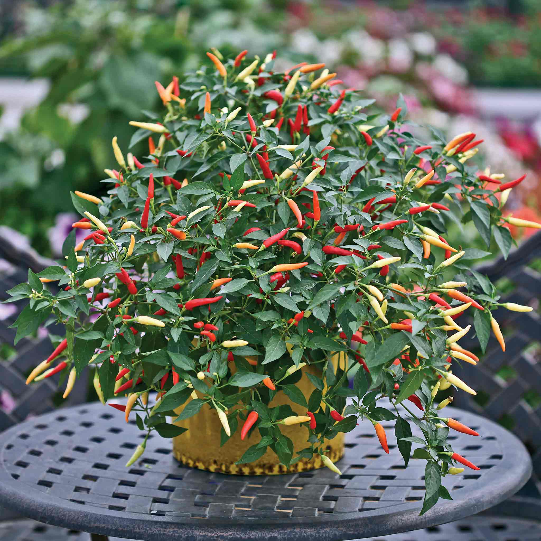 Chilli Pepper Seeds Basket Fire