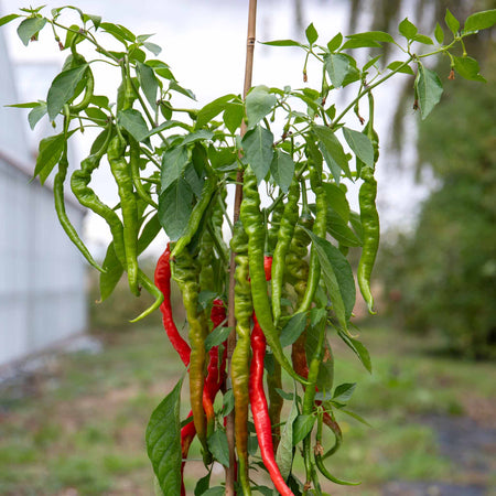 Chilli Plant 'Fiery Tongues'