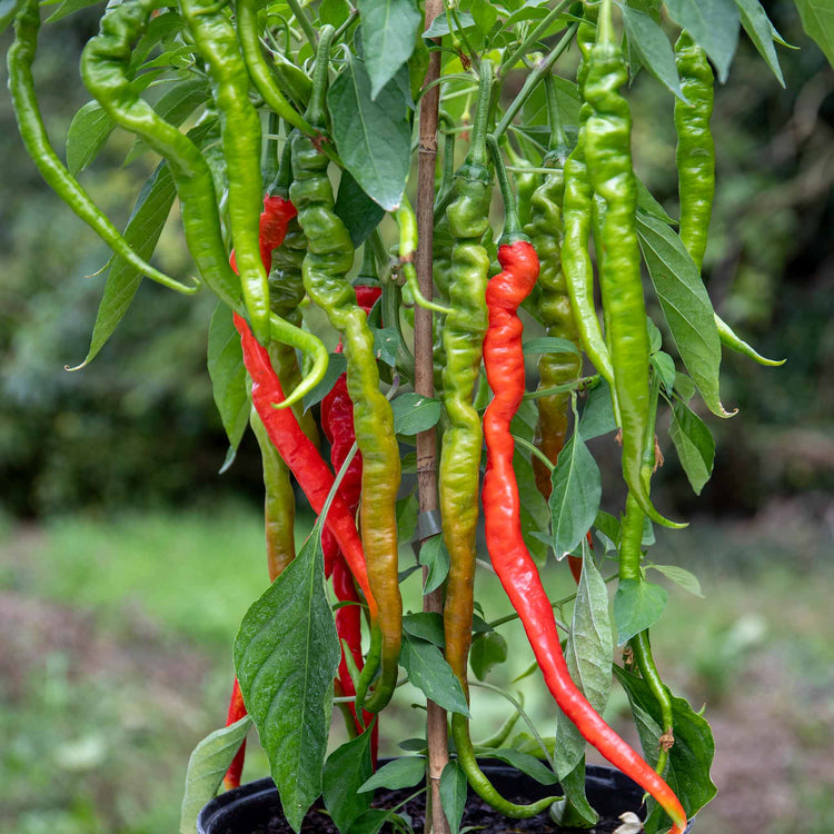 Chilli Plant 'Fiery Tongues'