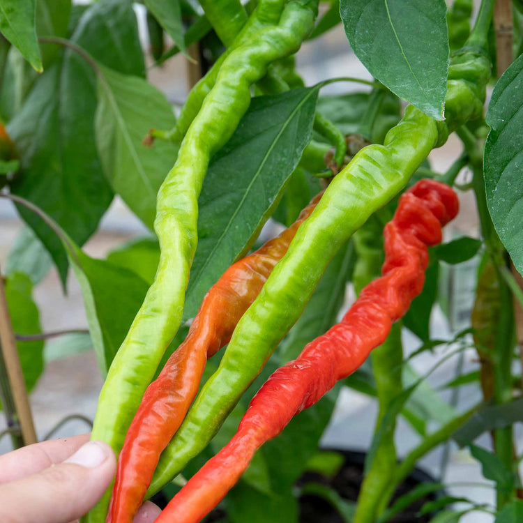 Chilli Plant 'Fiery Tongues'